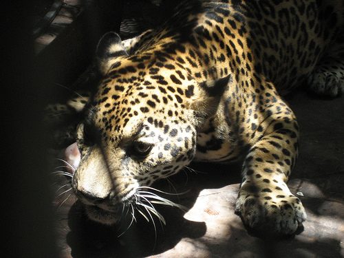 Image Leopardos Y Jaguares