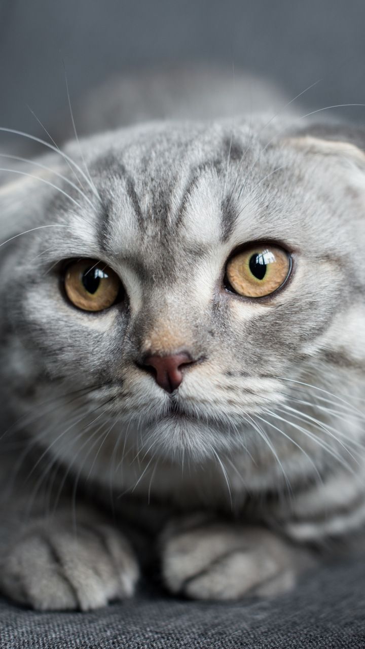 Scottish Fold Muzzle Cat Curious Feline Wallpaper