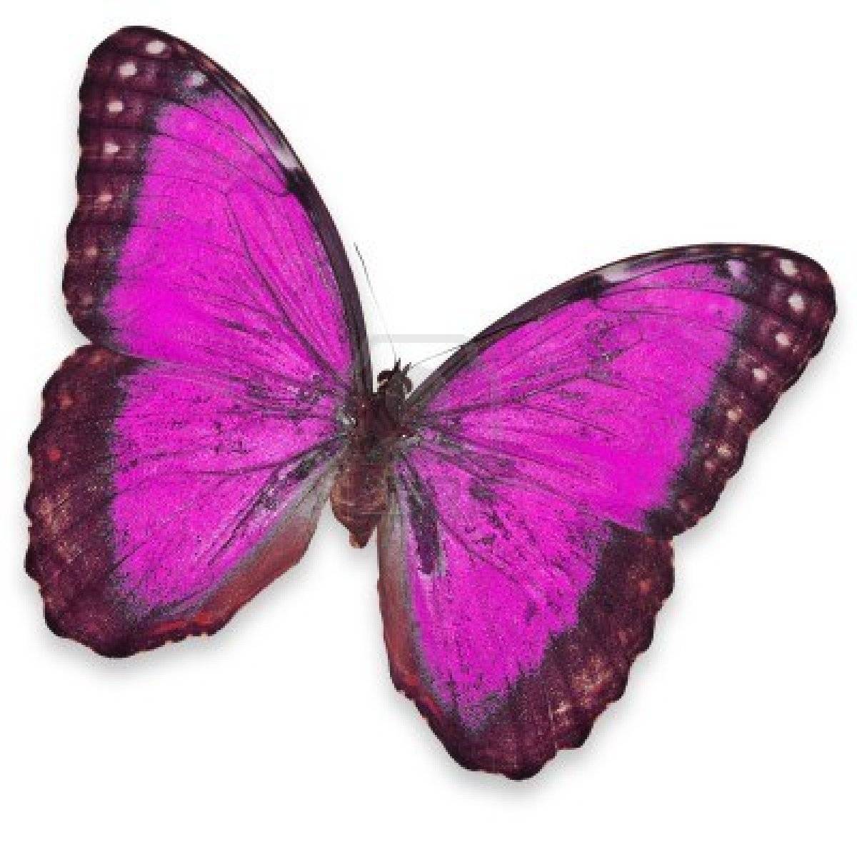 purple butterfly   pink and purple Picture