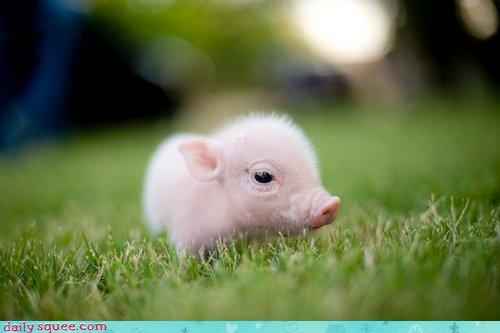 Cutest Pig Ever