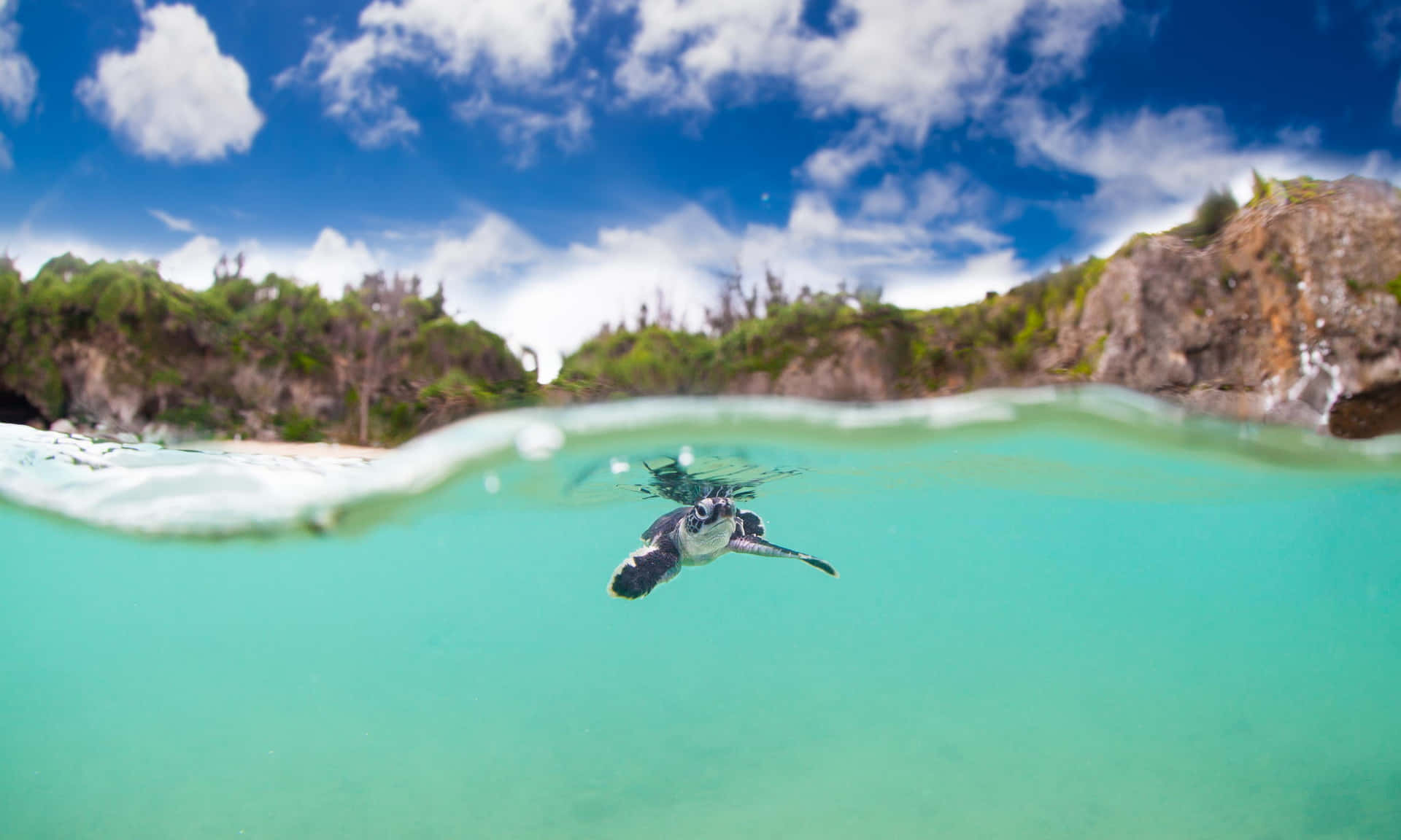 Baby Turtle Wallpaper