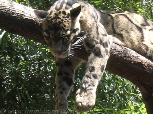 Sleeping Clouded Leopard Wallpaper Image In The Leopards