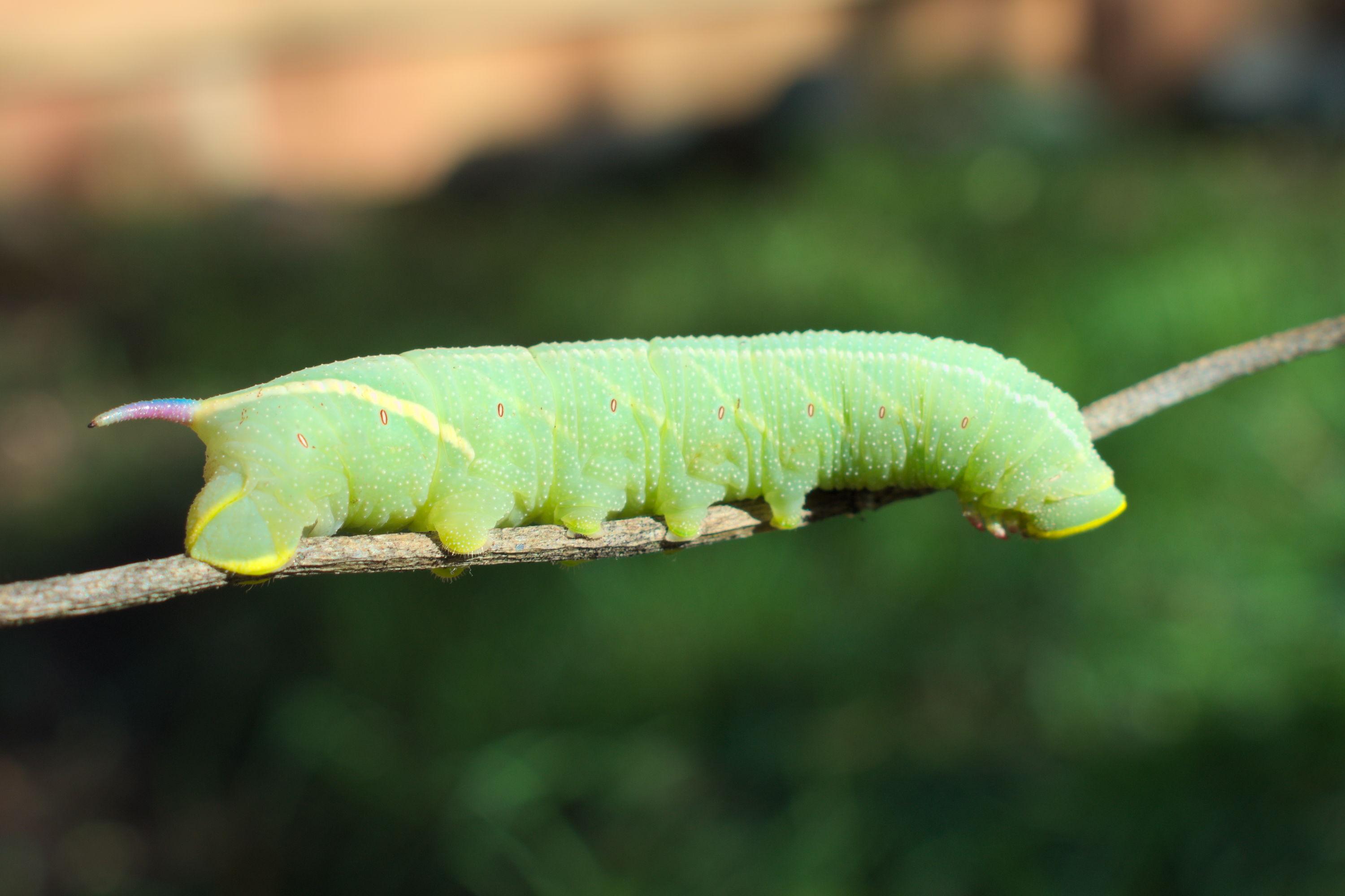 Sphinx Moth Cocoon Wallpaper