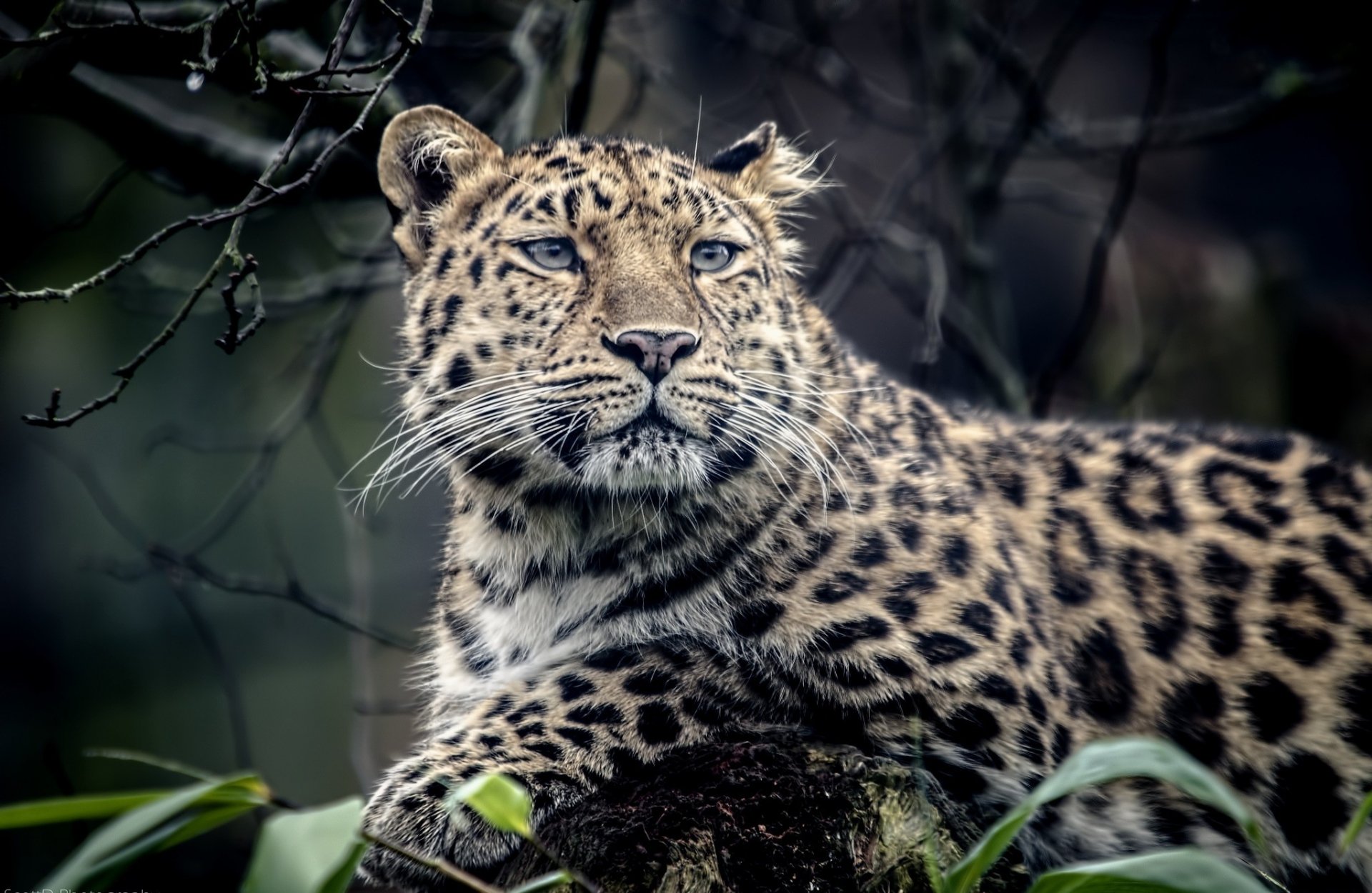 Animal Jaguar HD Wallpaper