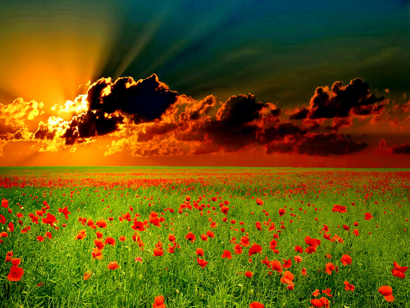 Poppy Field In The Sunset Wallpaper Wide HD