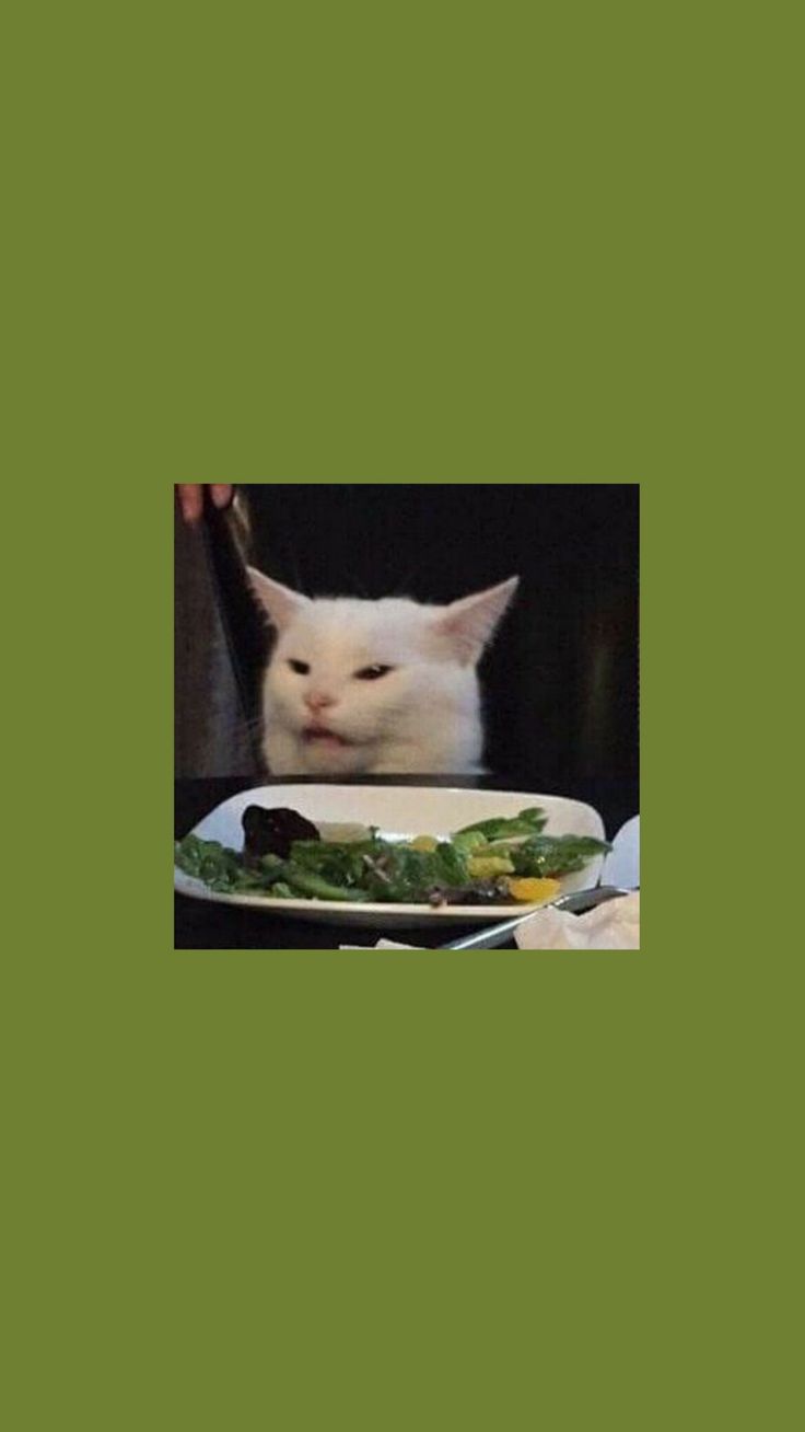 Starring Cat Meme Wallpaper