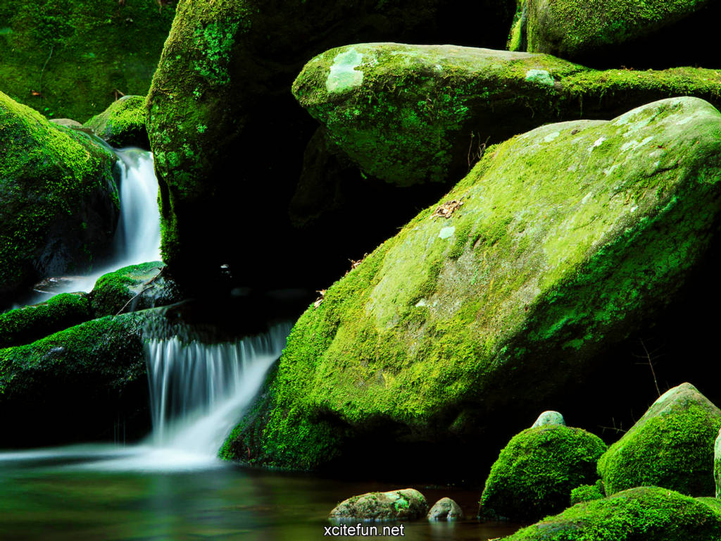 Lush Green Nature Photographic Best Lcd Desktop Wallpaper Natures