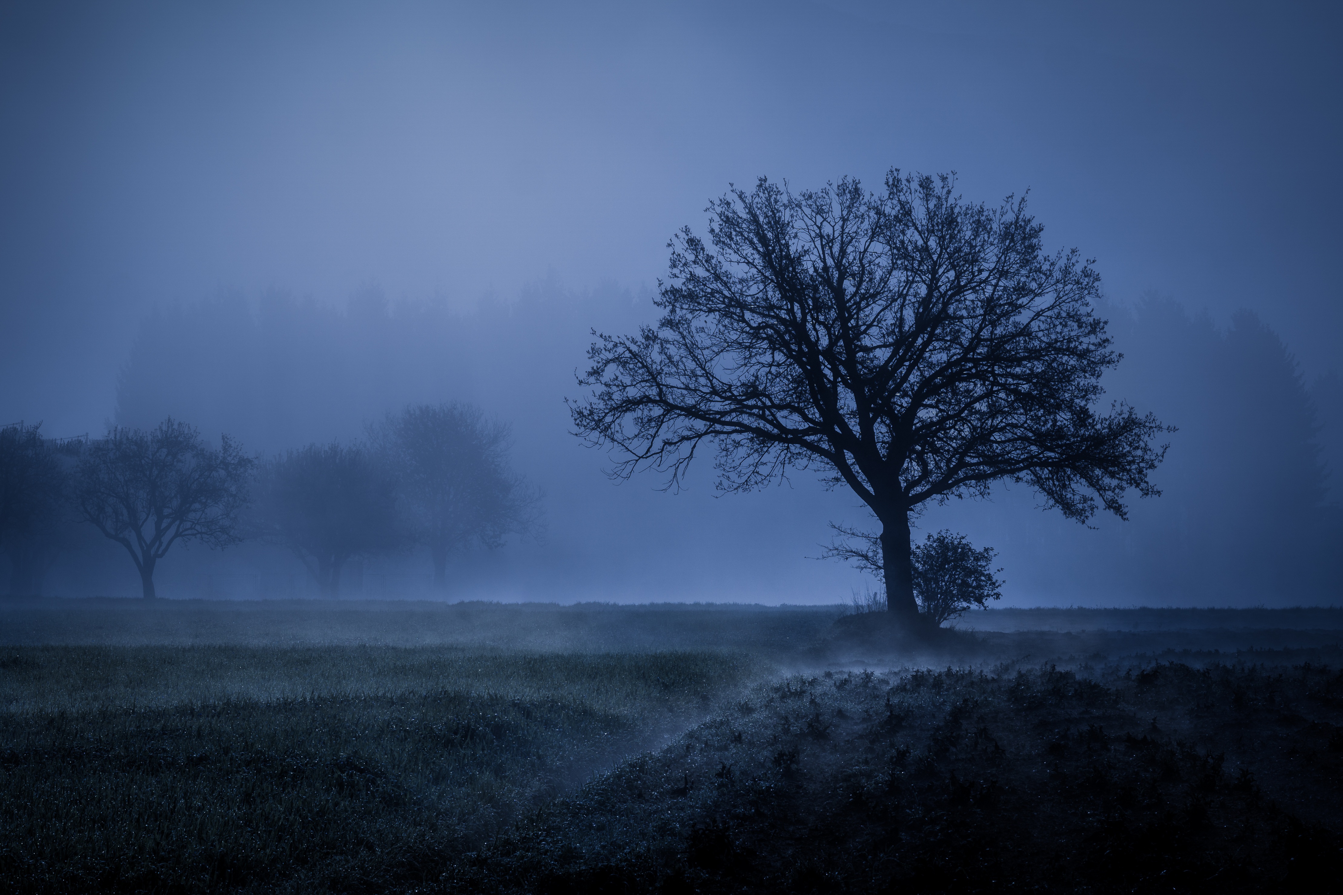 Field Fog Trees Blue Weather Cold 4k 5k Resolution HD Wallpaper Image