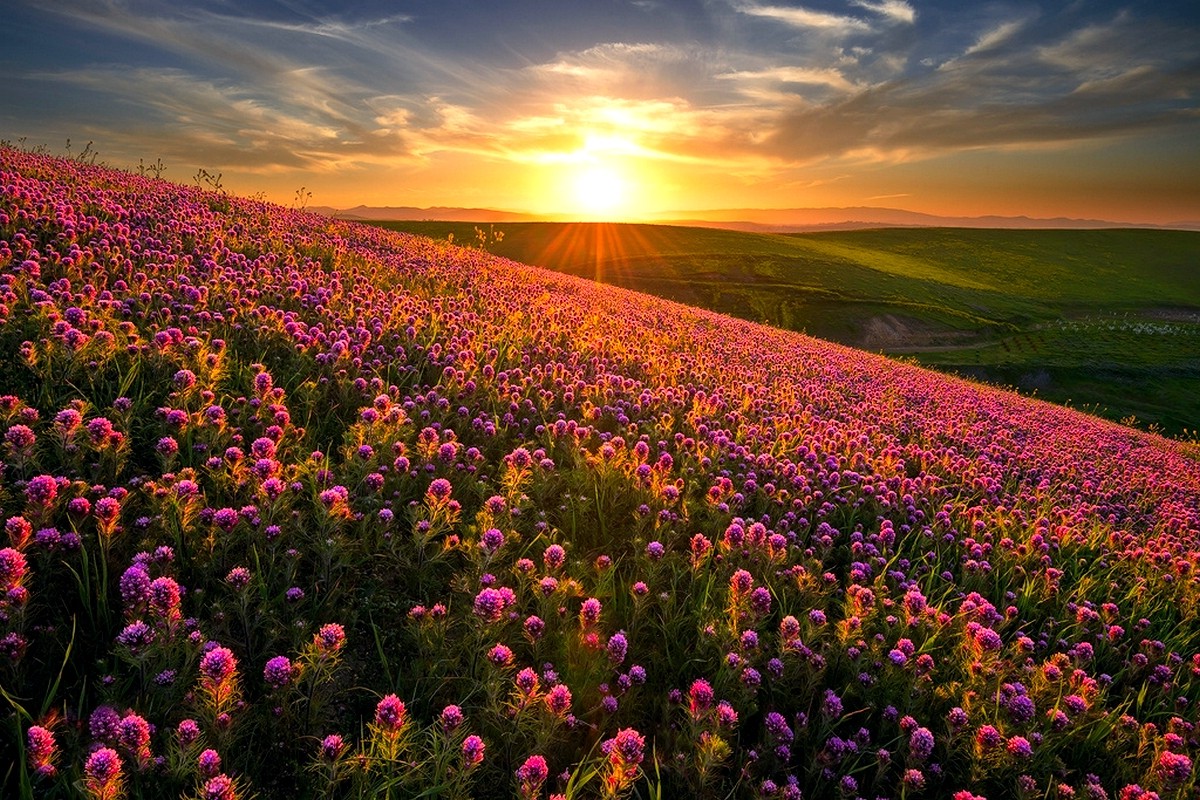 Nature Landscape Sunset Flowers Hill Field Spring Wildflowers Wallpaper