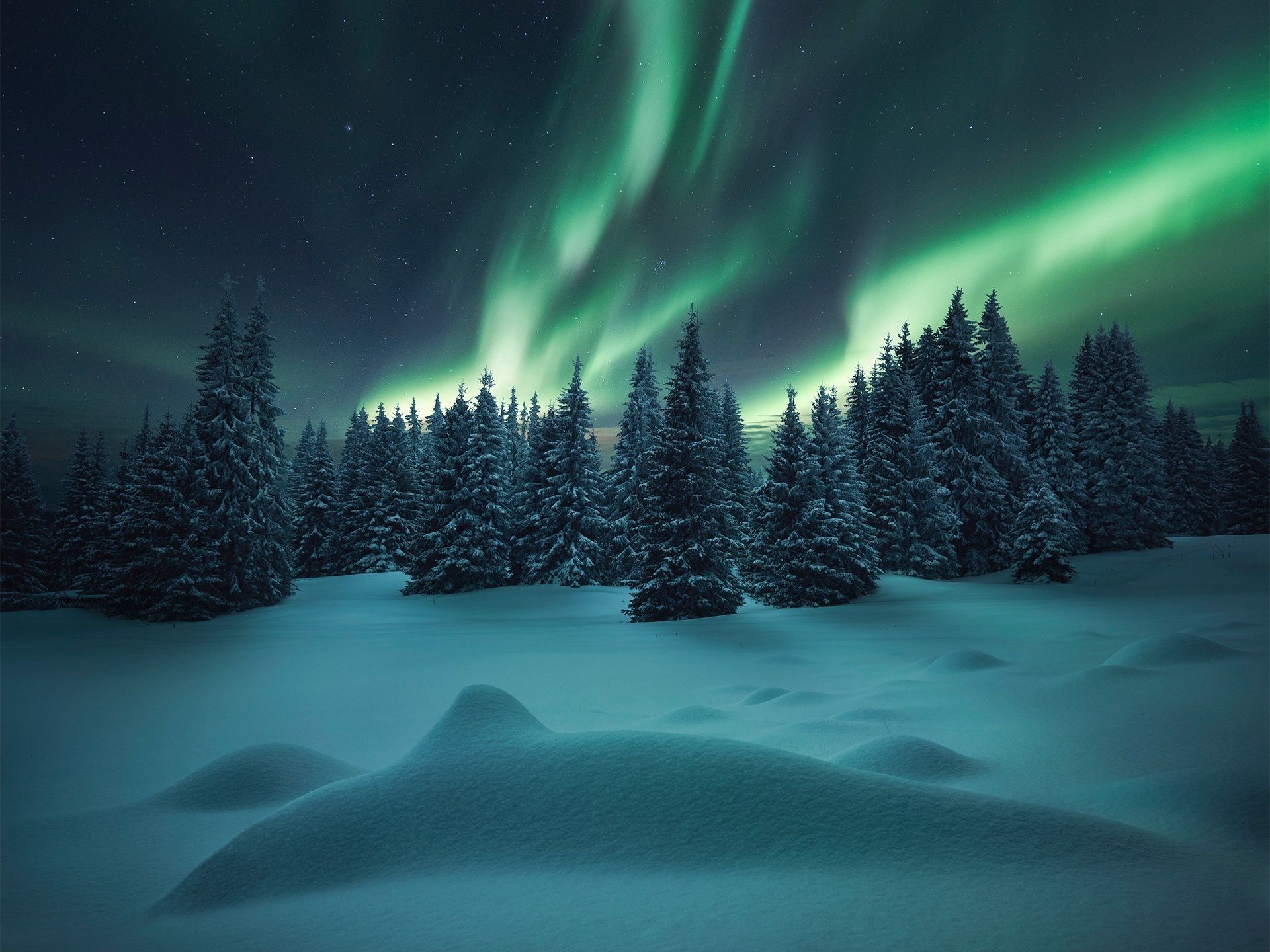 A breathtaking 4k wallpaper showcasing the aurora borealis illuminating a snow-covered forest at night
