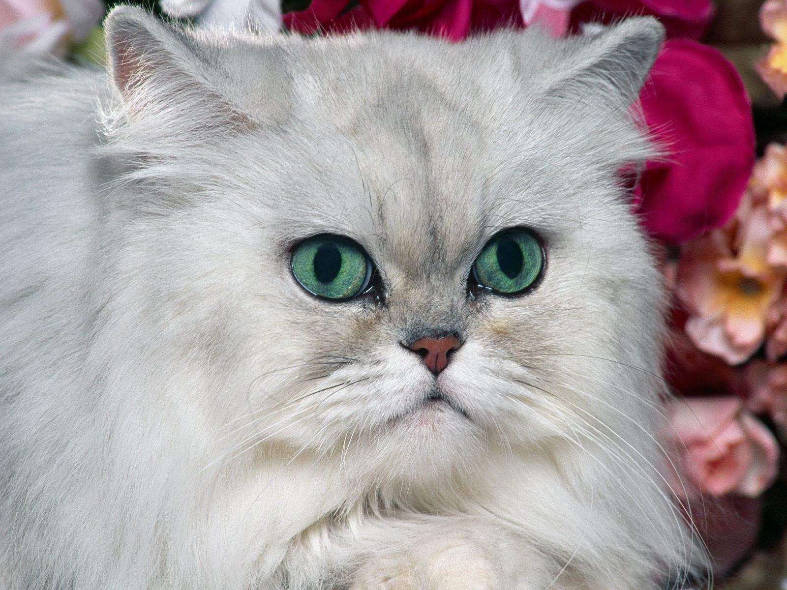 Cute Cat Hq Desktop Wallpaper HD