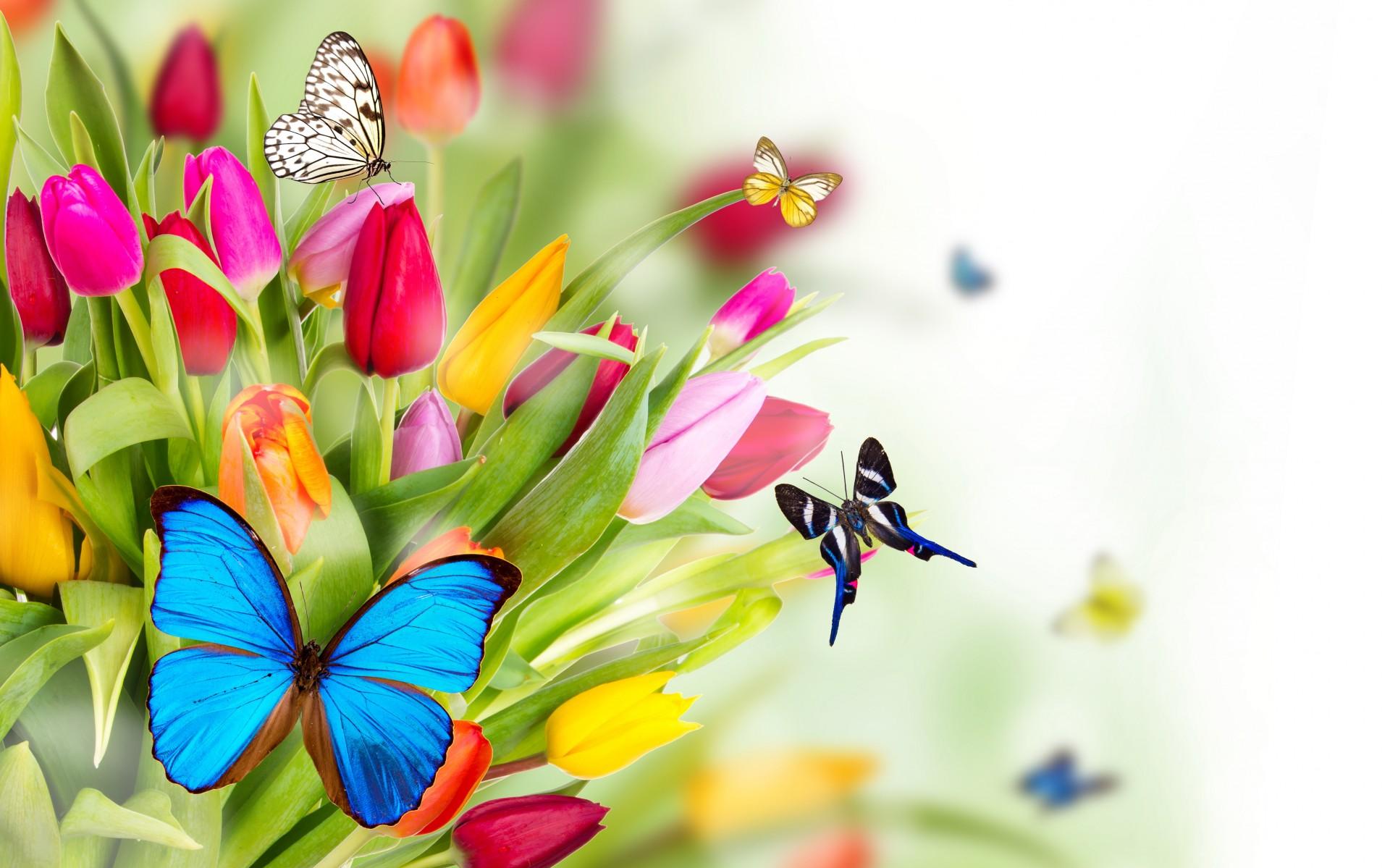 Butterflies On The Colourful Spring Flowers HD Wallpaper