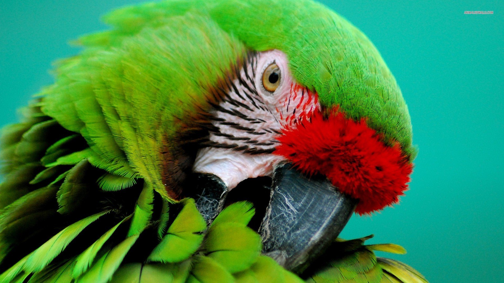 Macaw Parrot Bird Tropical Wallpaper