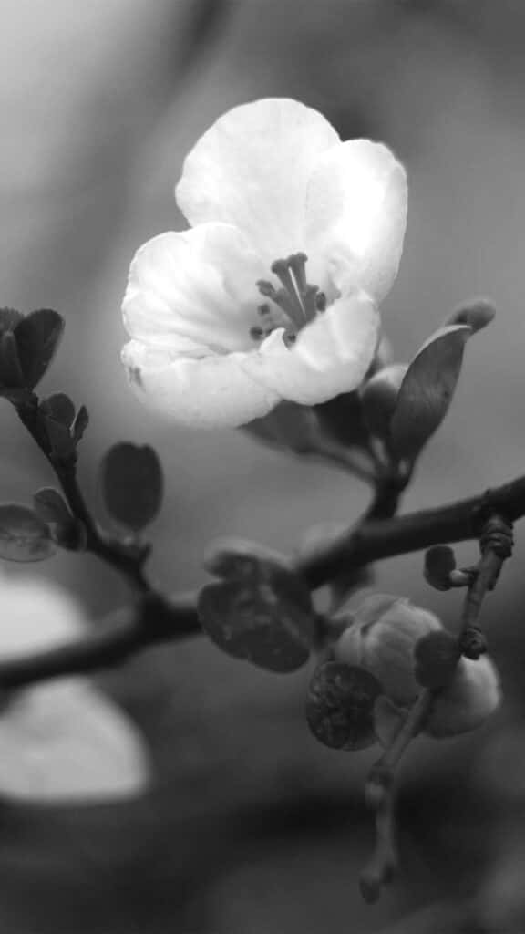 Black And White Flower iPhone Wallpaper