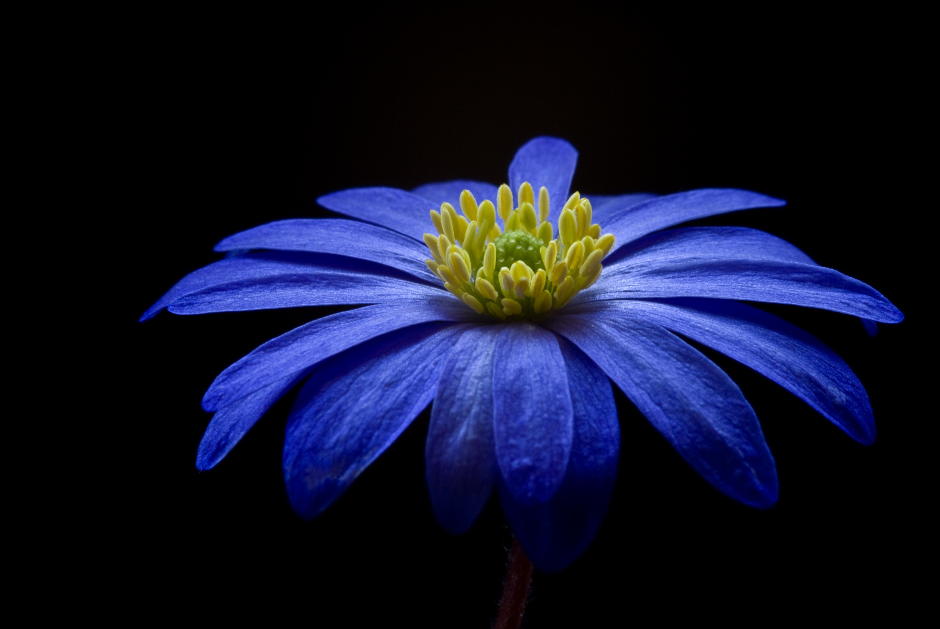 Balkan Anemone Flower Blossom Bloom Blue 4k HD Wallpaper