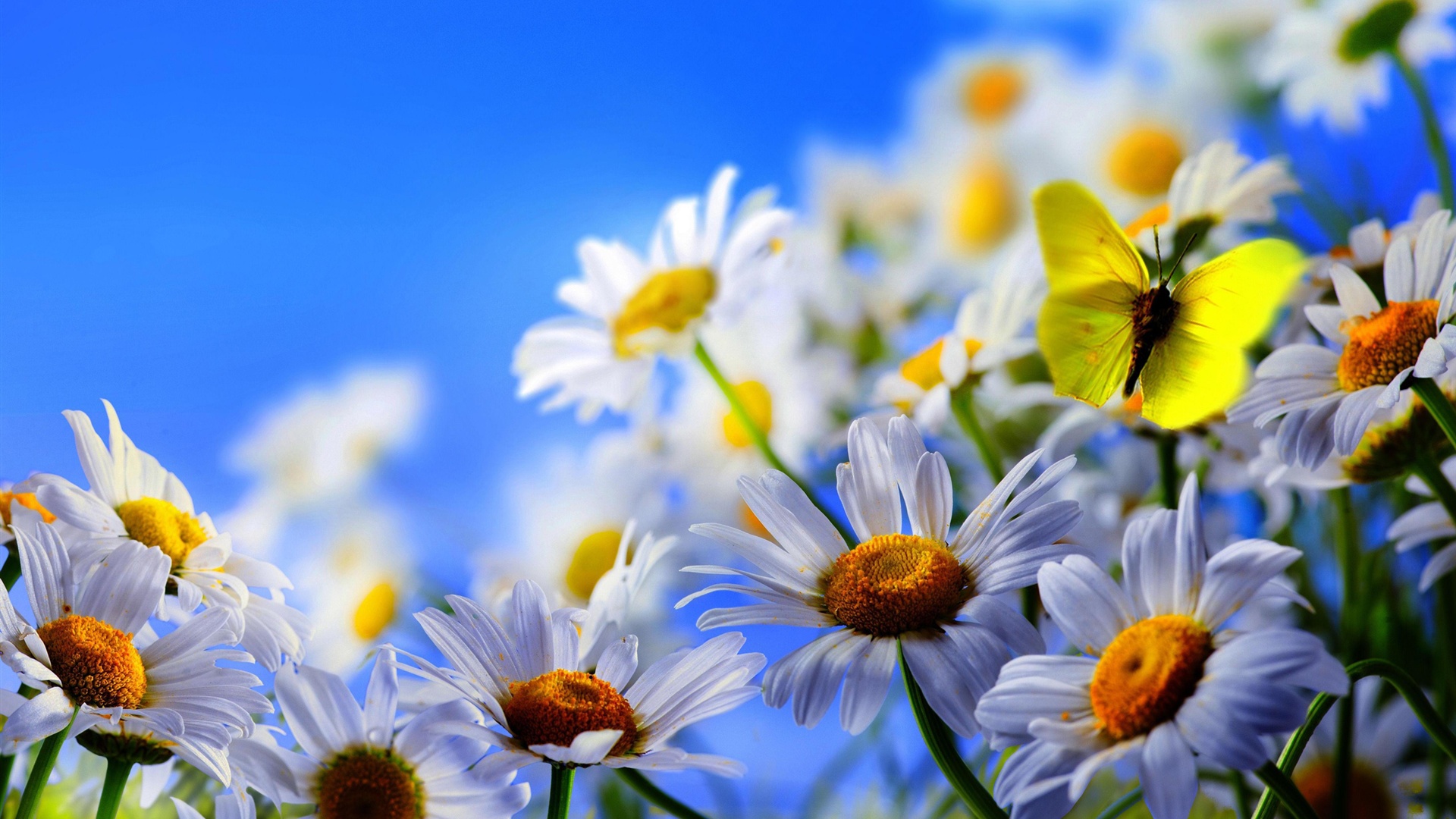 White Daisy Flowers Yellow Butterfly Blue Sky HD Wallpaper