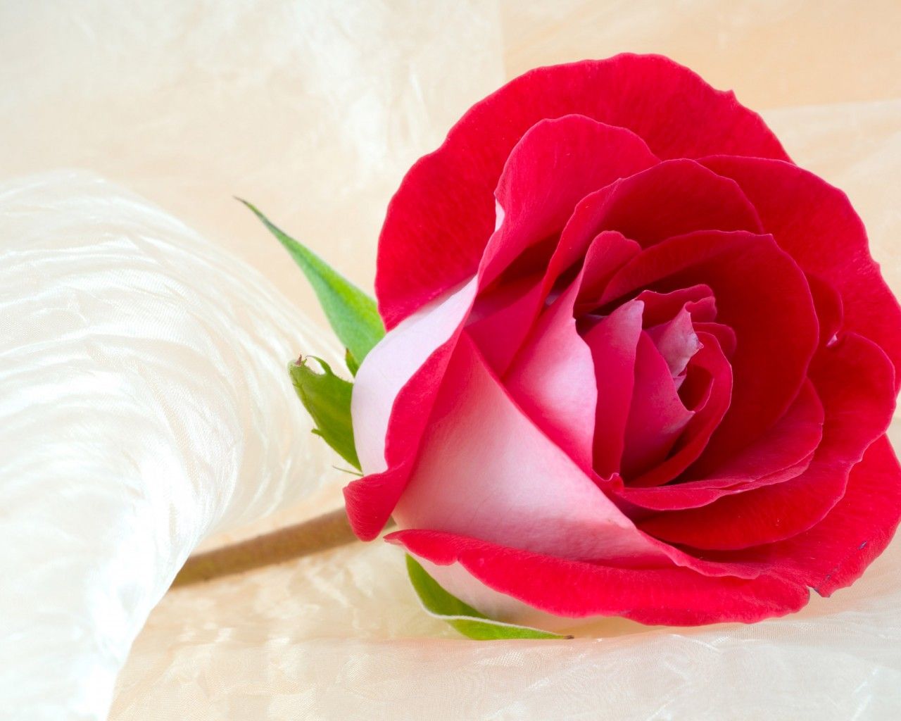 Roses Valentines Day HD Wallpaper Flowers
