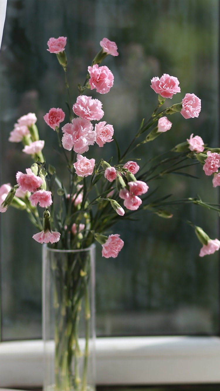 Pink Carnation Flowers Vase Window iPhone 6s