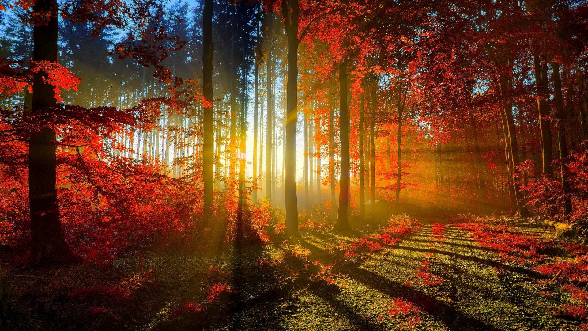 Beautiful Nature Wallpaper