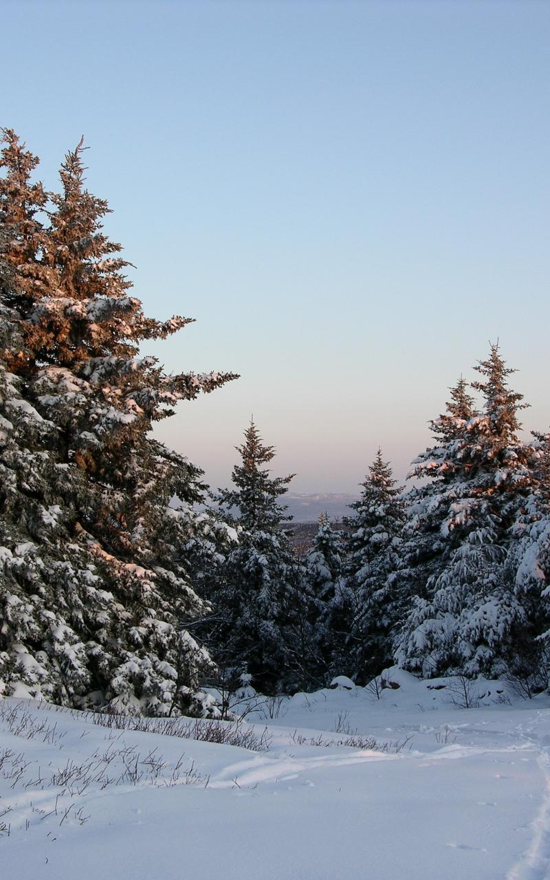 Winter snow landscapes pine trees wallpaper 49456