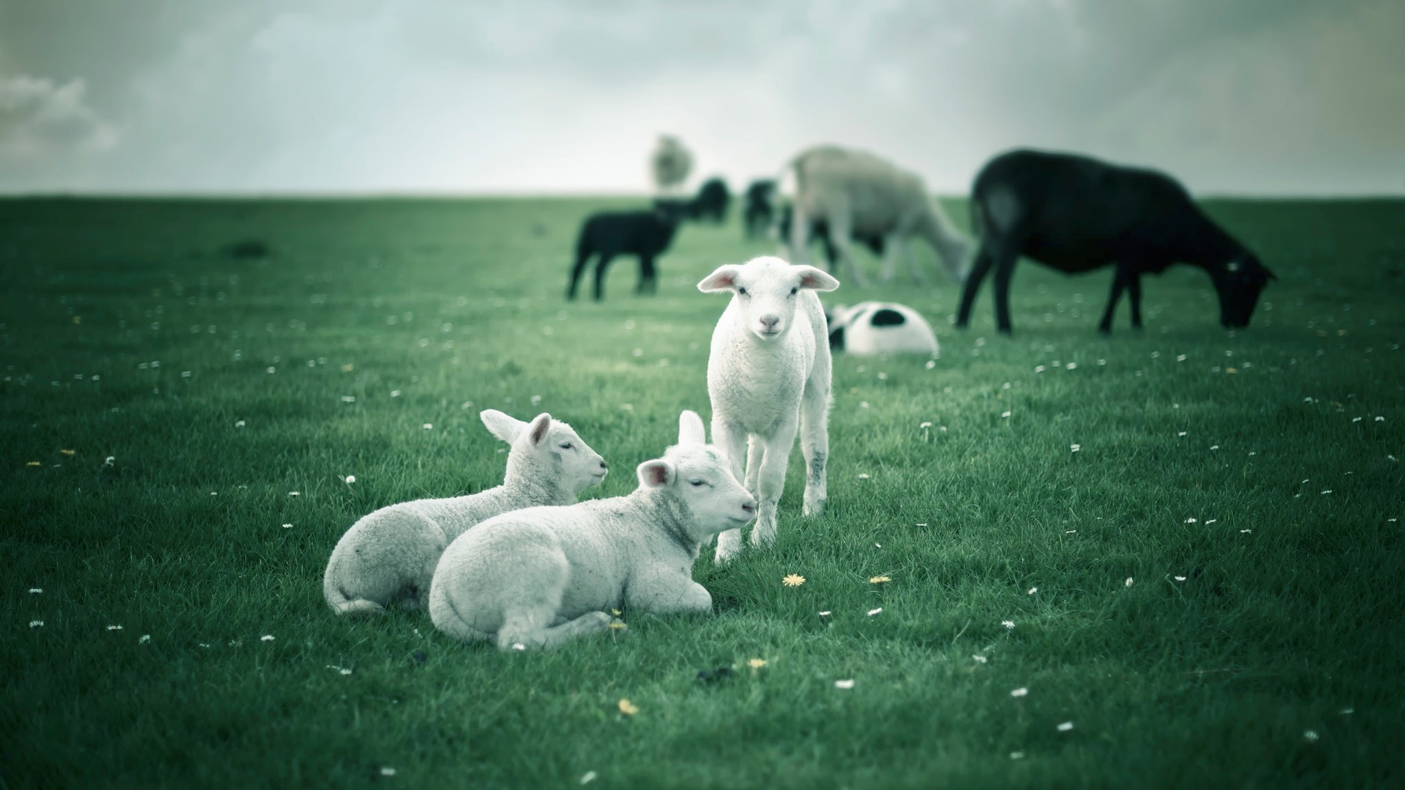 Animals Lamb Wallpaper HD