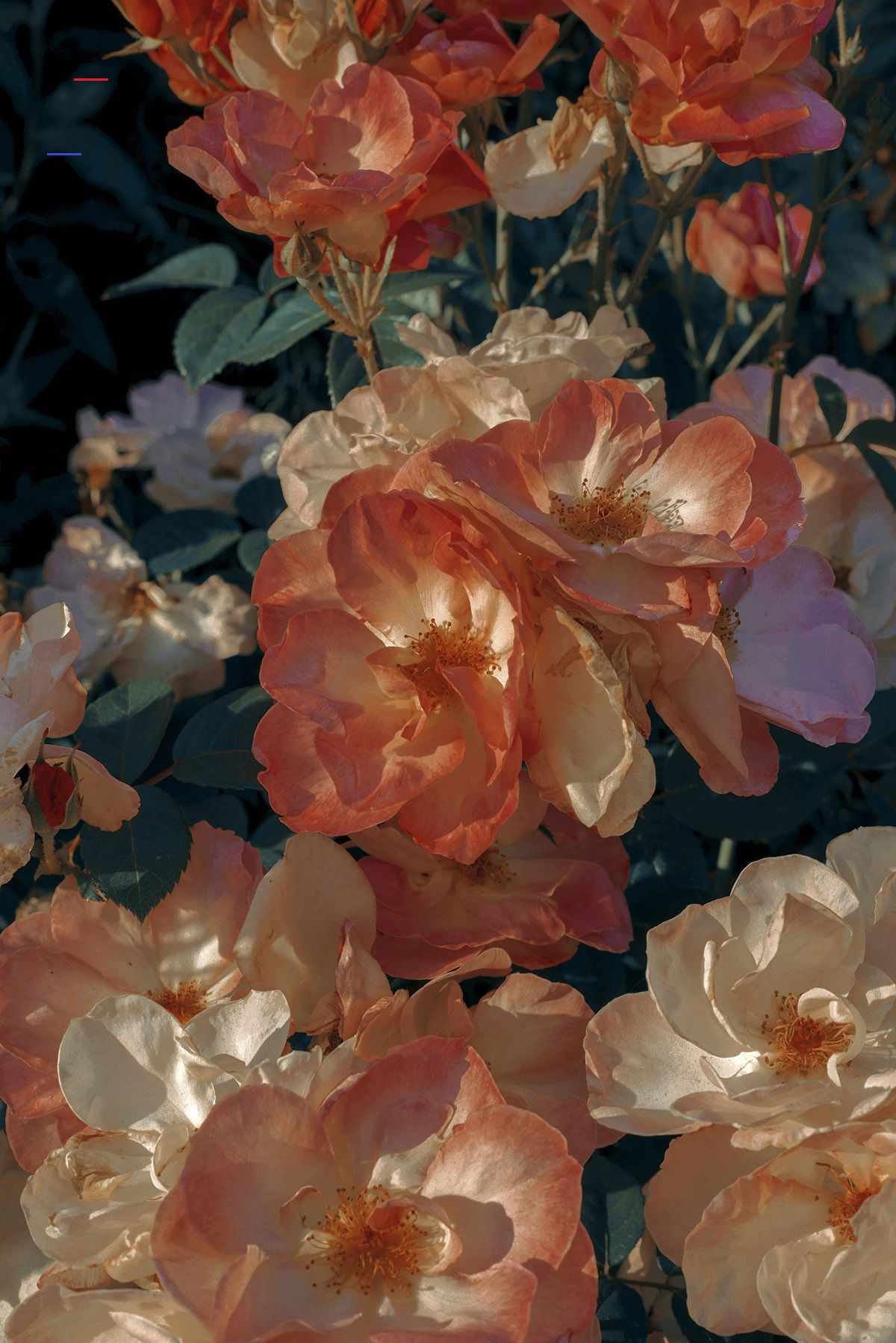 Greatest Pastel Aesthetic Flower Wallpaper Iphone You Can It