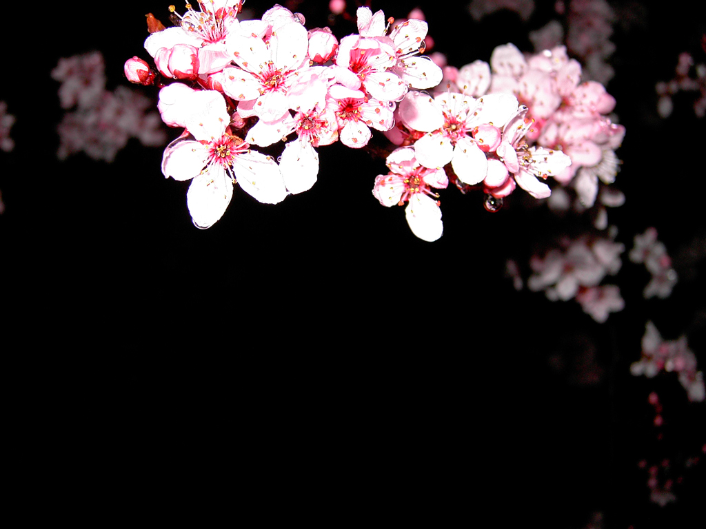 Cherry Blossoms Wallpaper Flowers