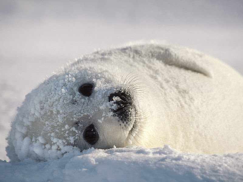 Animals Picture Wallpaper Cute Baby Seal