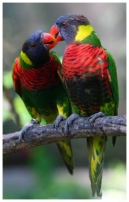 Amazing Love Birds