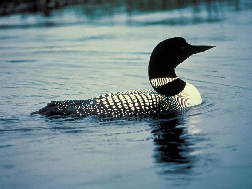 Loon Wallpaper Related Keywords Suggestions Long