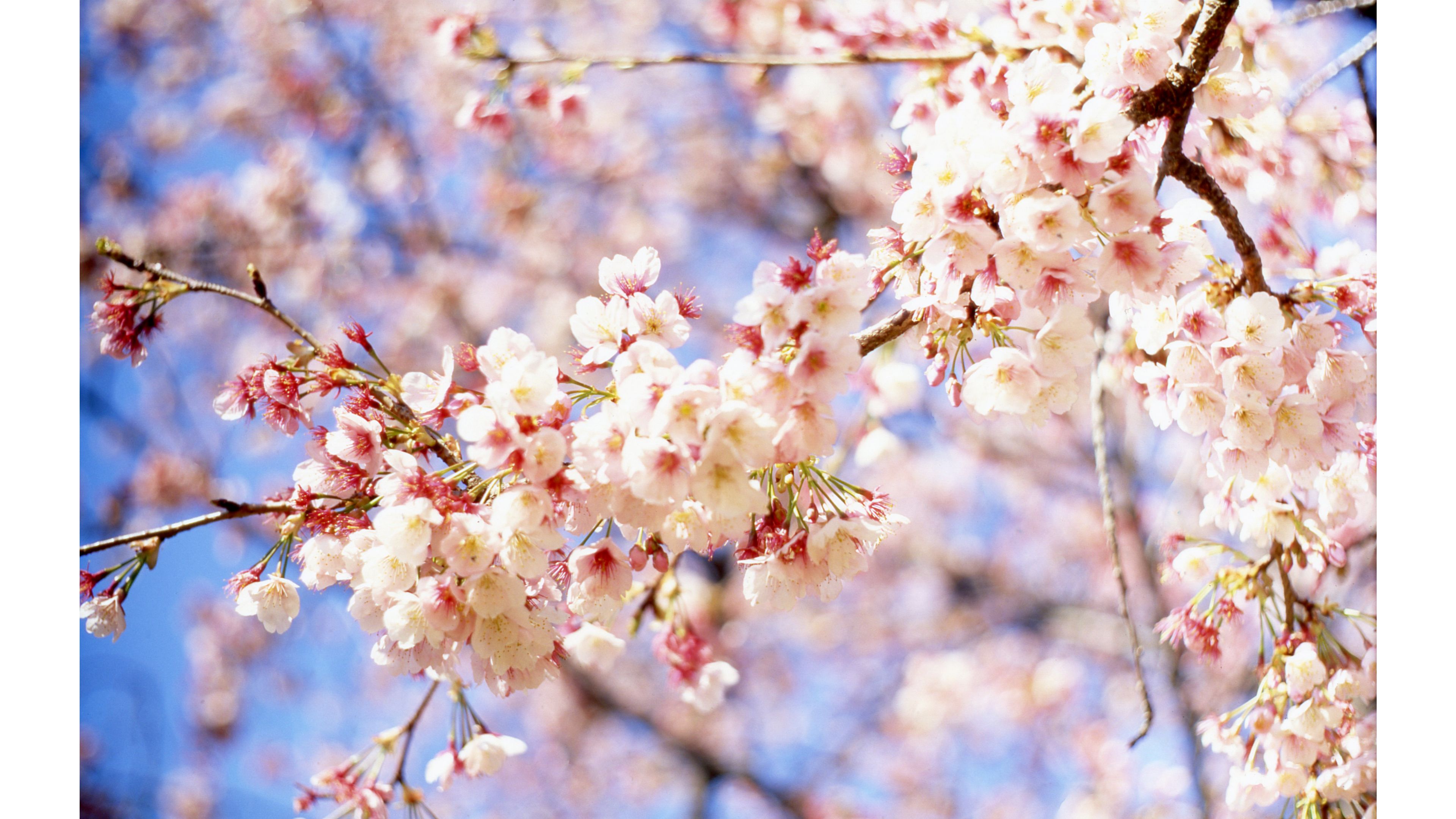 Free download Cute Floral Spring 4K Wallpapers 4K Wallpaper [3840x2160
