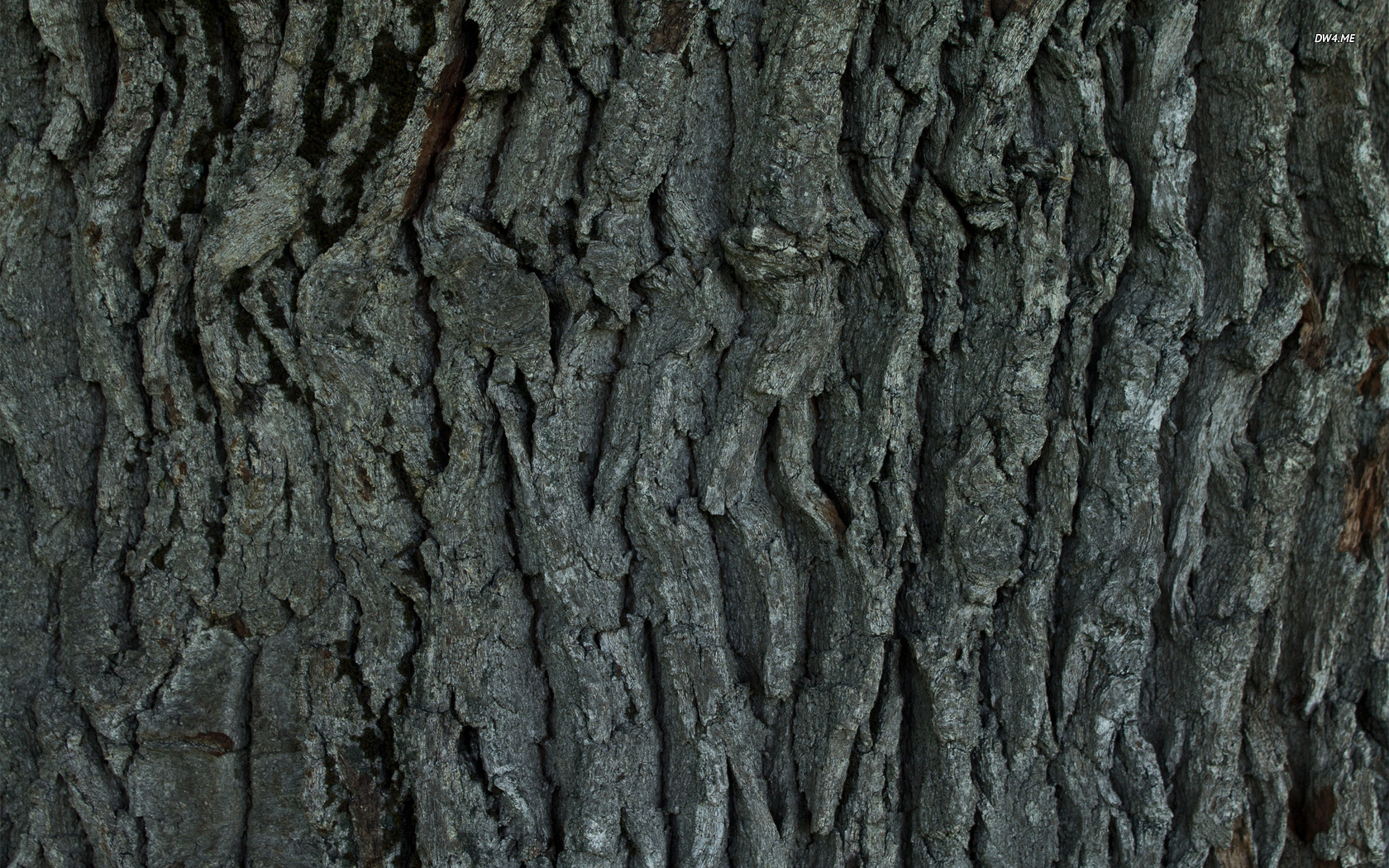 Tree Bark Wallpaper