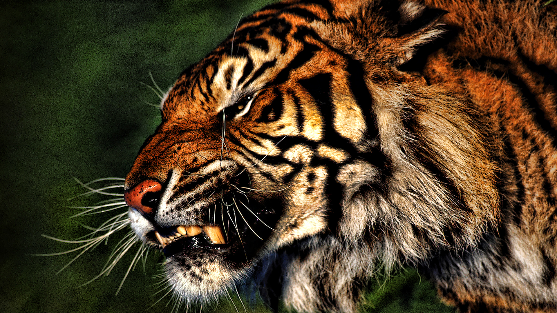 Beautiful Tiger Wallpaper Collection