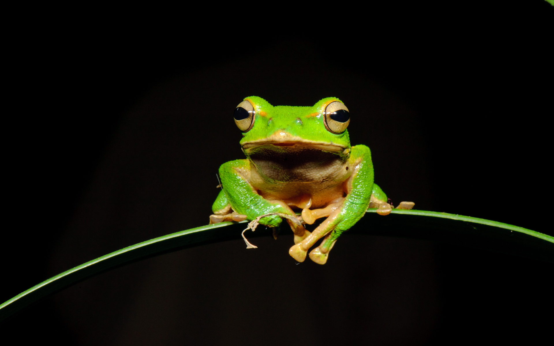 Explore The Collection Frogs Animal Tree Frog