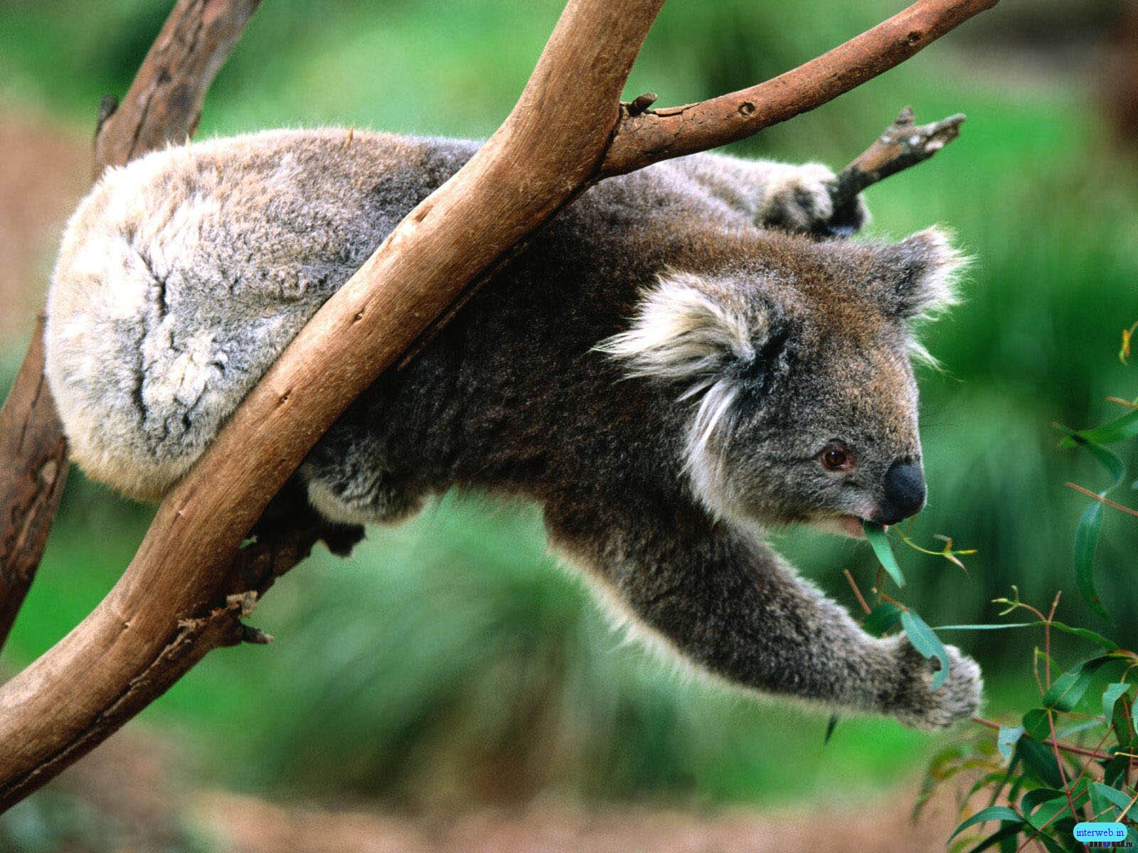 Koala Nice Animals Wallpaper For Background