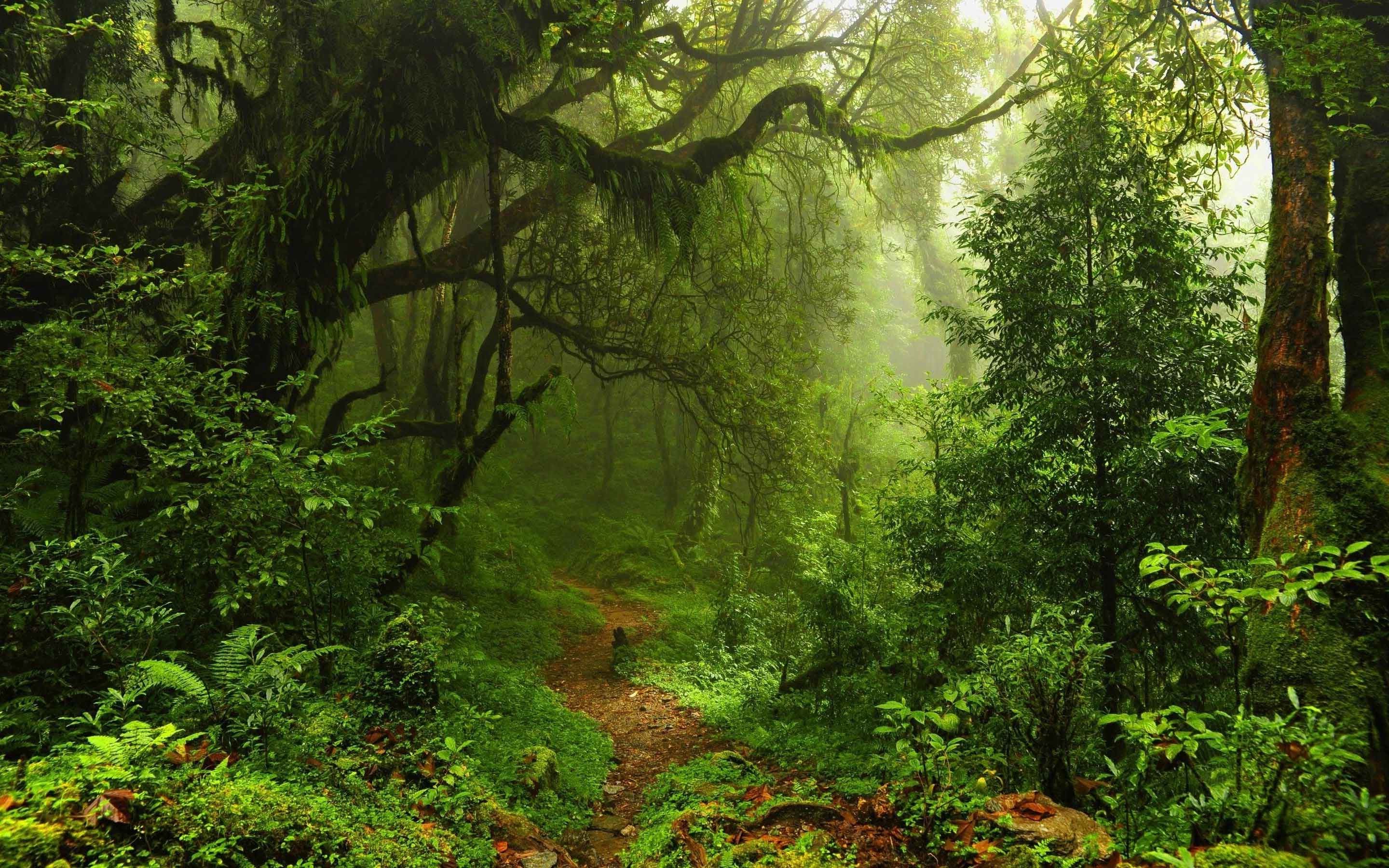 Jungle Wallpaper