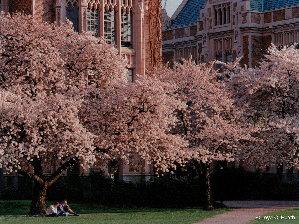 University Of Washington Photos