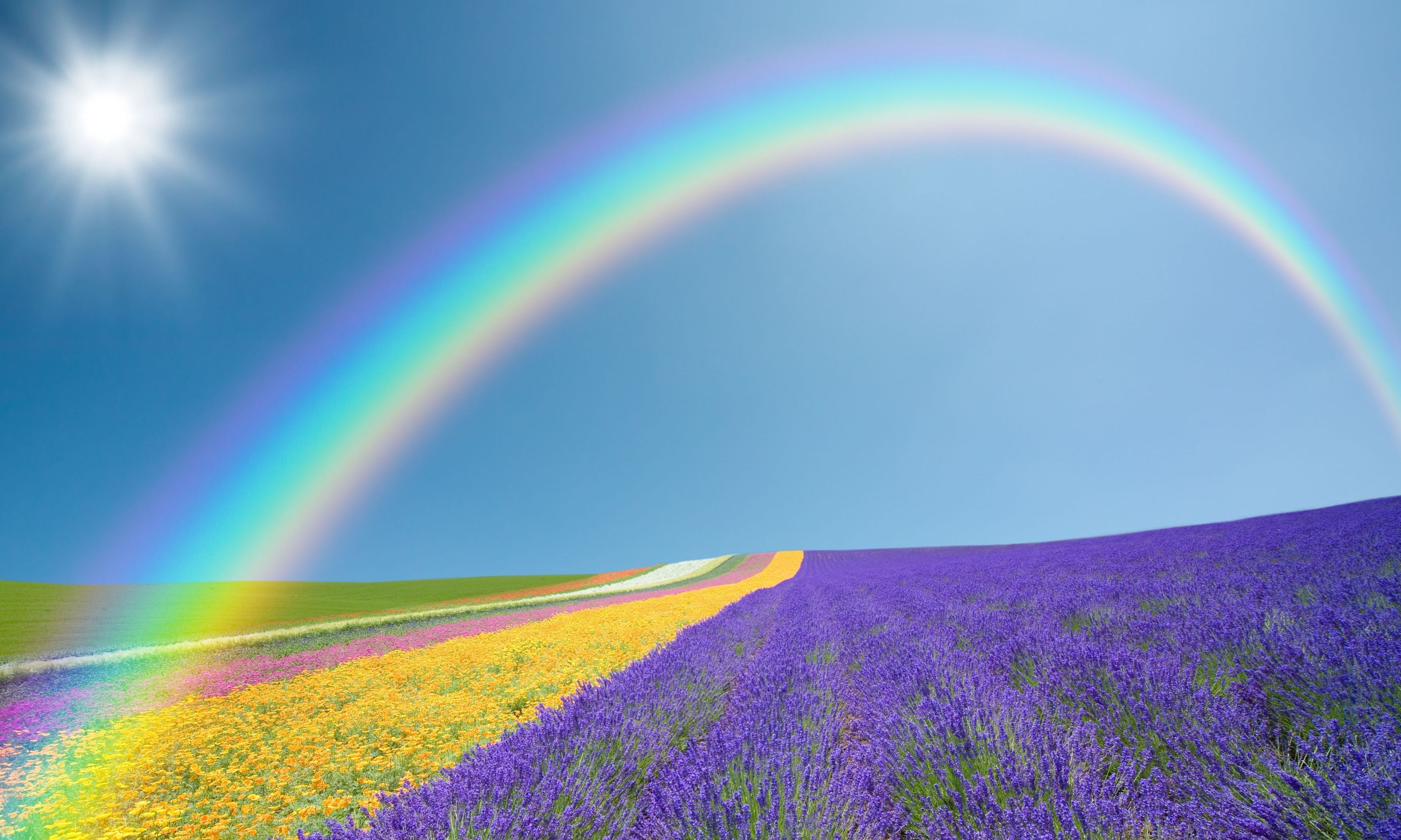 Purple Nature Field Amazing Rainbow HD Wallpaper