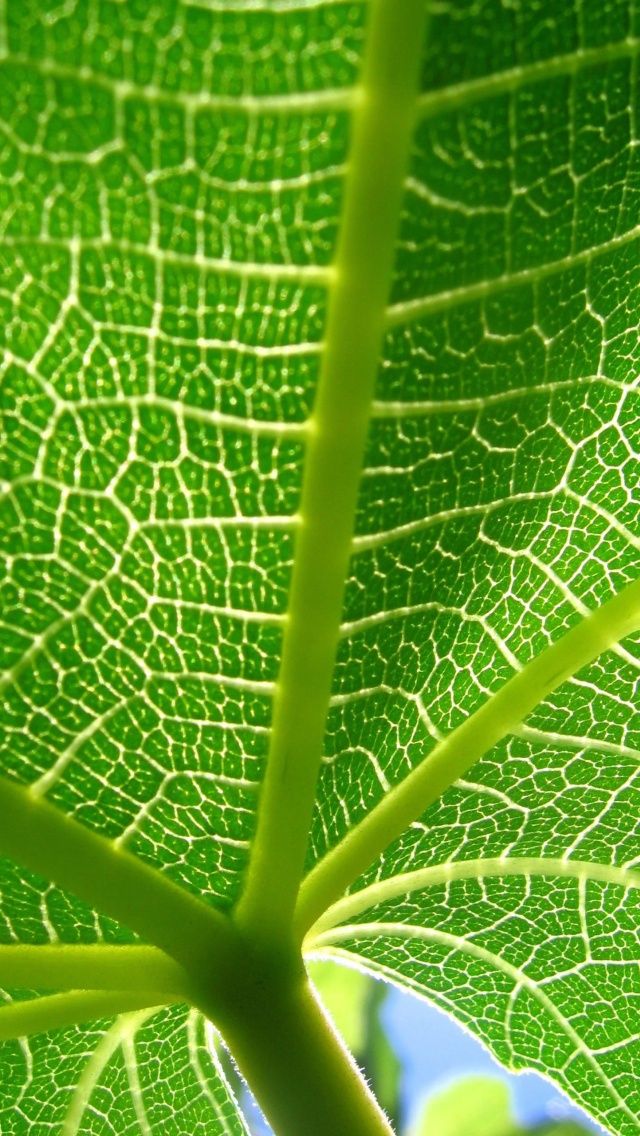 iPhone Wallpaper Nature