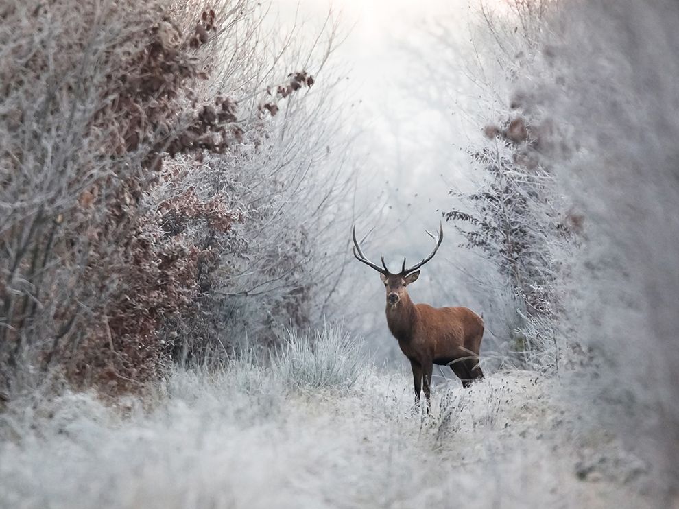 Deer Picture Winter Photo National Geographic Of The Day