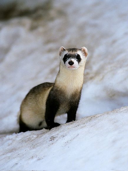Black Footed Ferret Facts Pictures Information