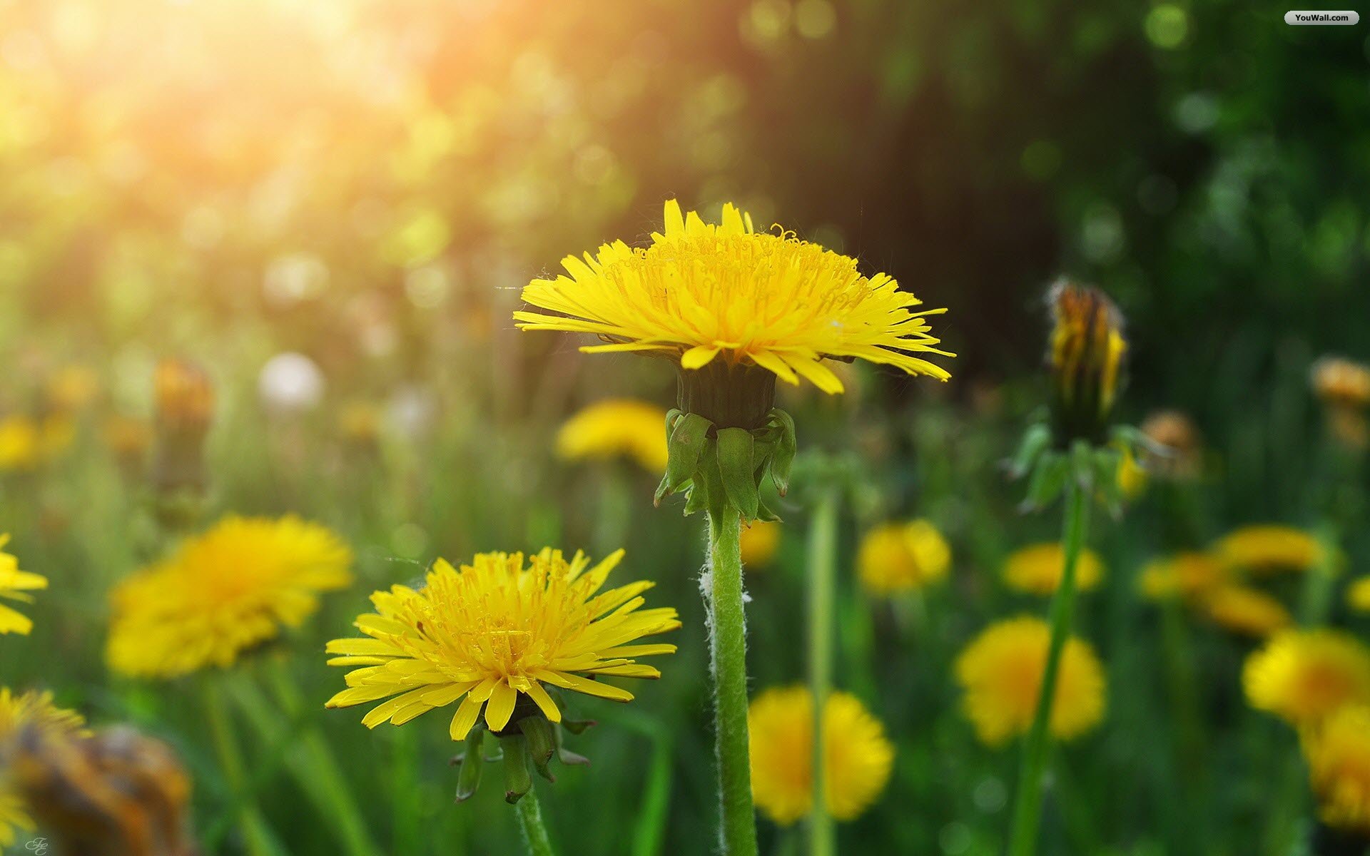 Youwall Wallpaper Dandelions Jpg