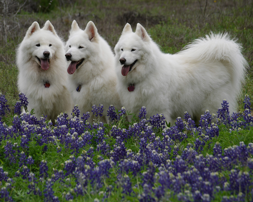 Dogs In Flowers Photo And Wallpaper Beautiful Samoyed
