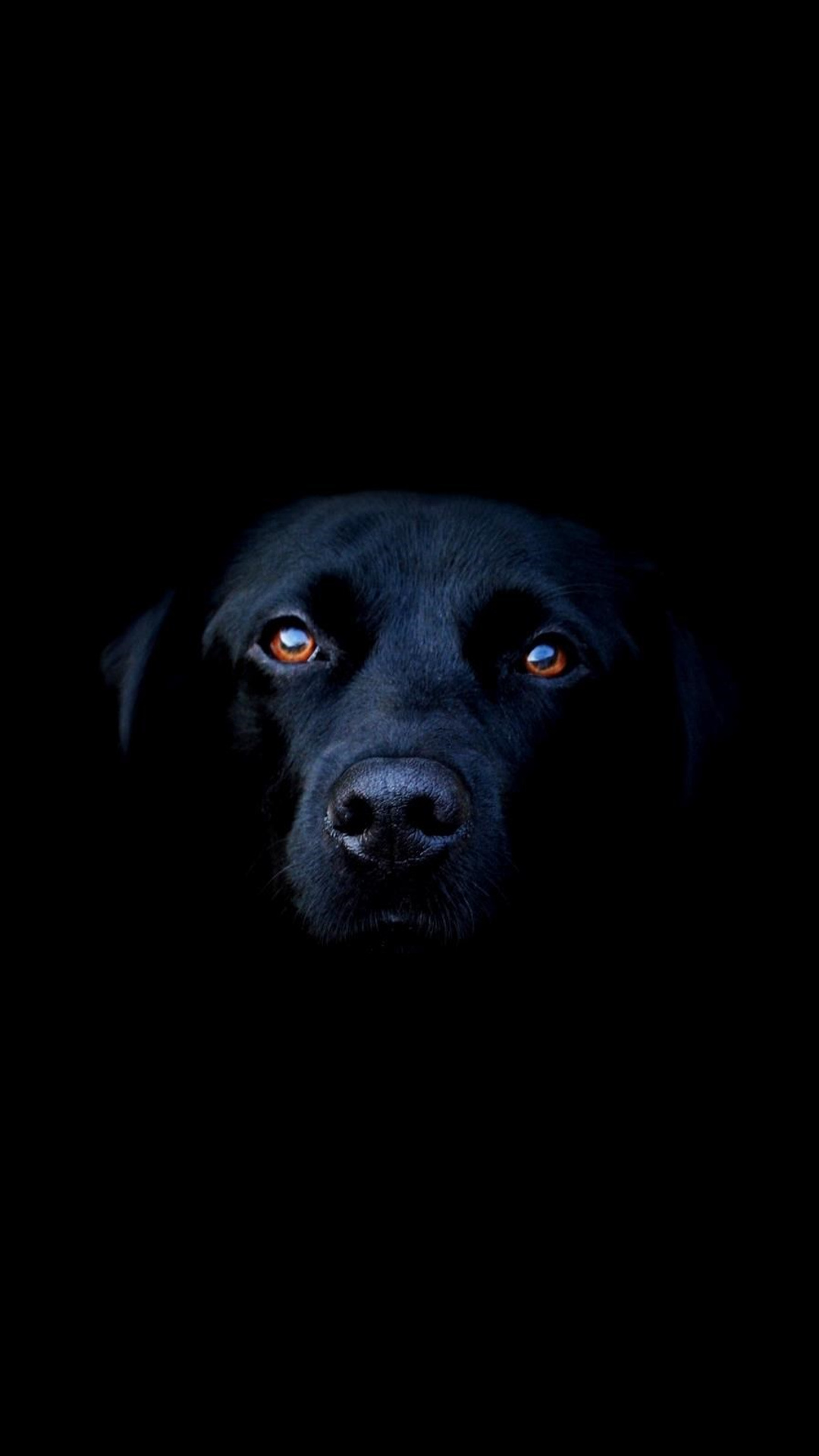 Black Dog Wallpaper iPhone