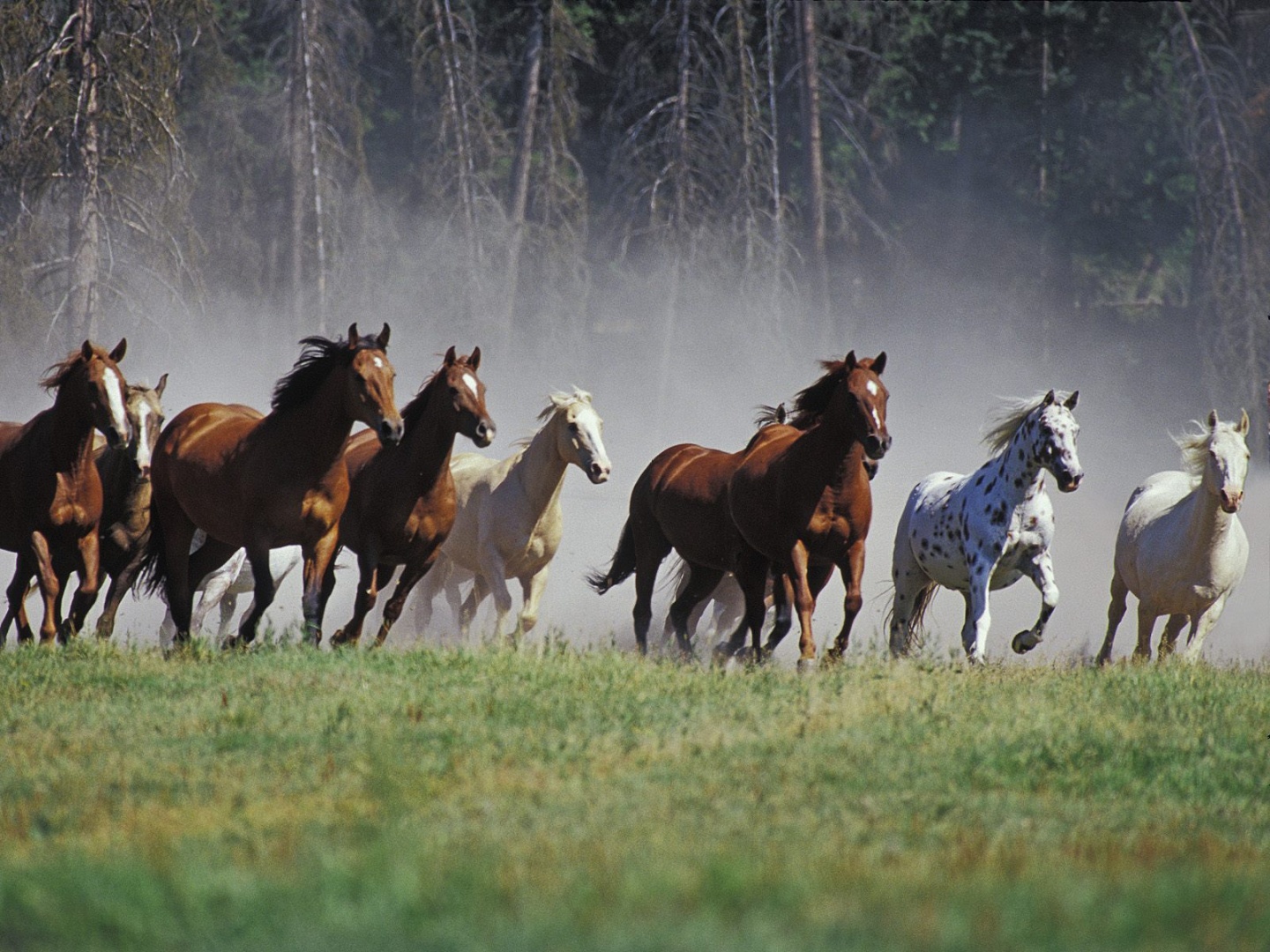 Horses Running Wallpaper Stock Photos