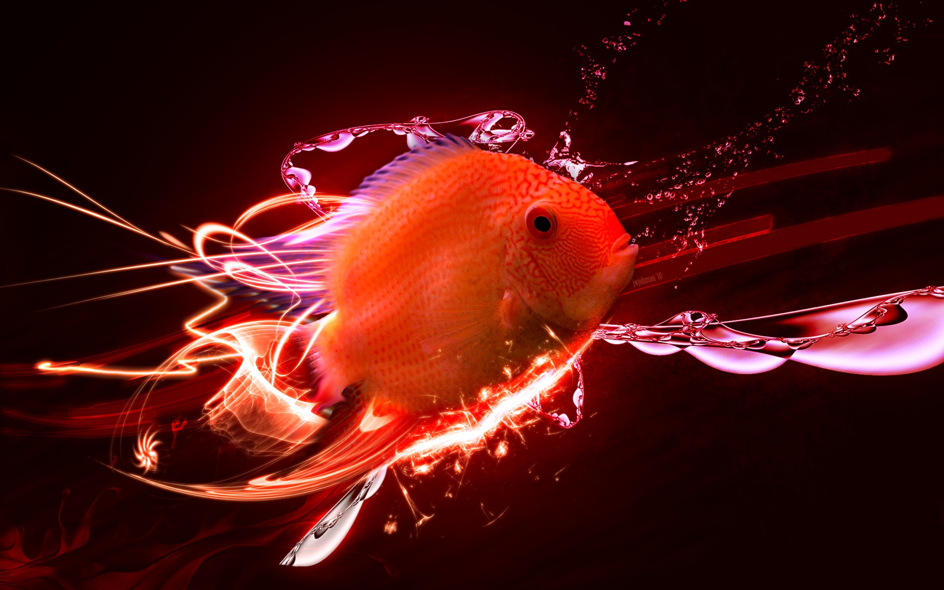 Custom Red Fish Wallpaper Desktop WallscreenHD
