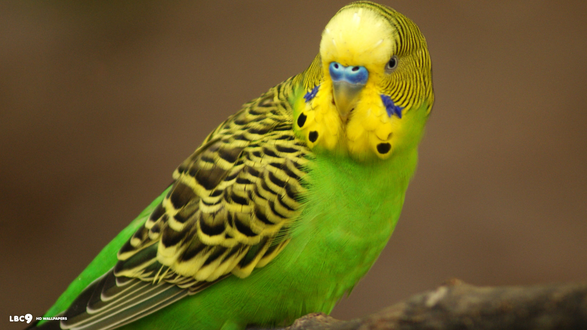 Best Budgie Wallpaper