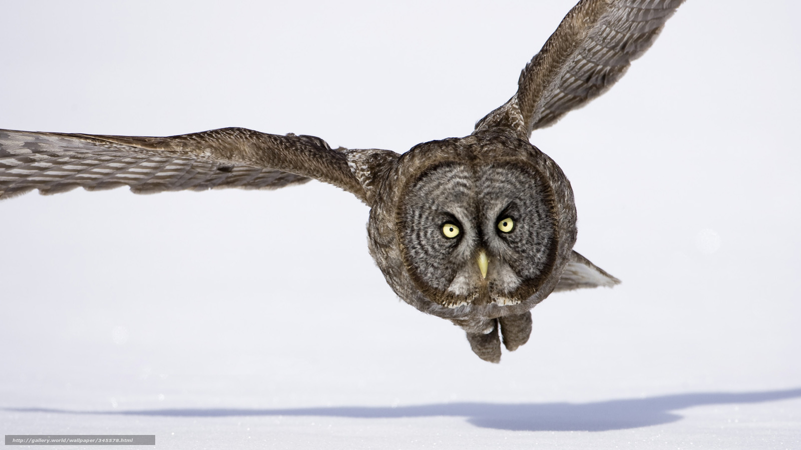 Wallpaper Bird Owl Flight Winter Desktop In