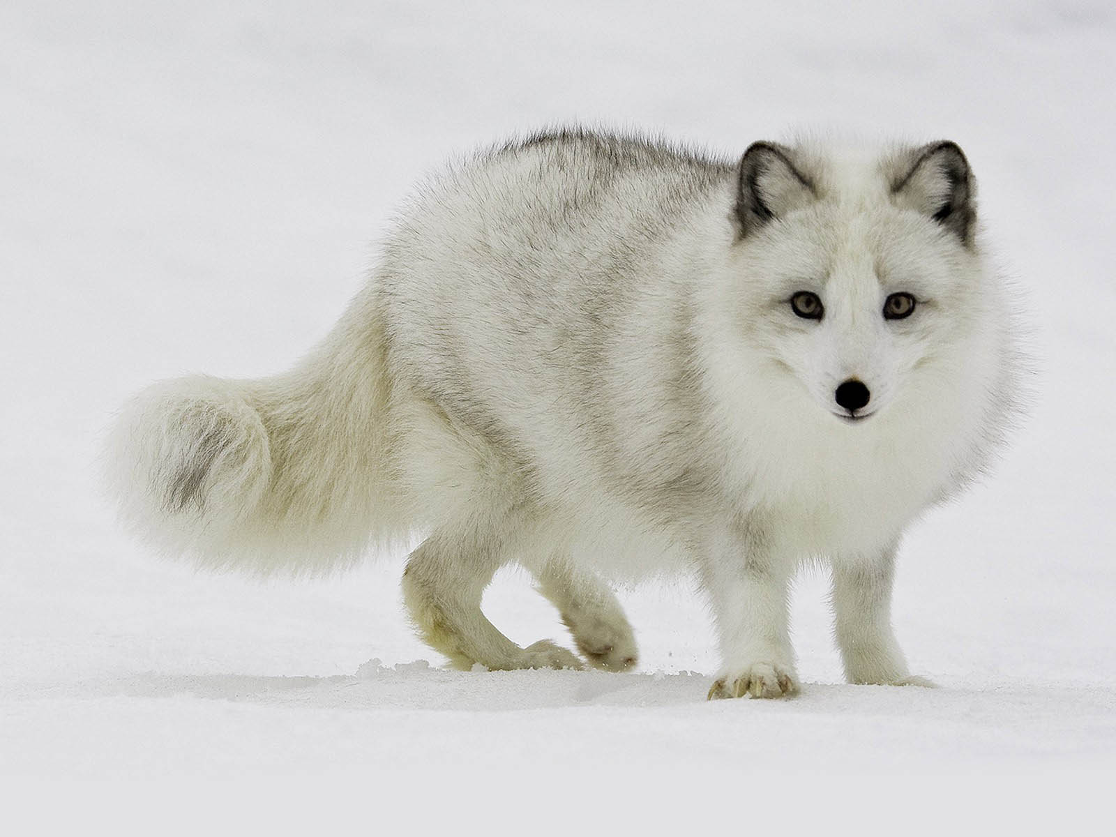 100 Arctic Fox Pictures  Wallpaperscom