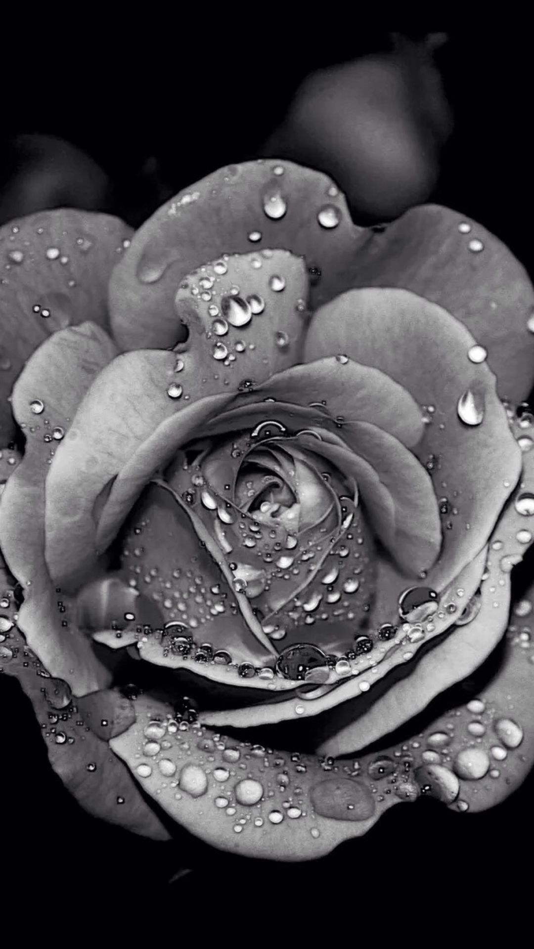 Free Download 24 White Rose IPhone Wallpapers Wallpaperboat 1080x1920 